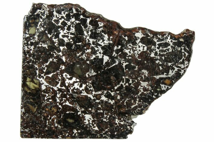 Polished Admire Pallasite Meteorite ( g) Slice - Kansas #307344